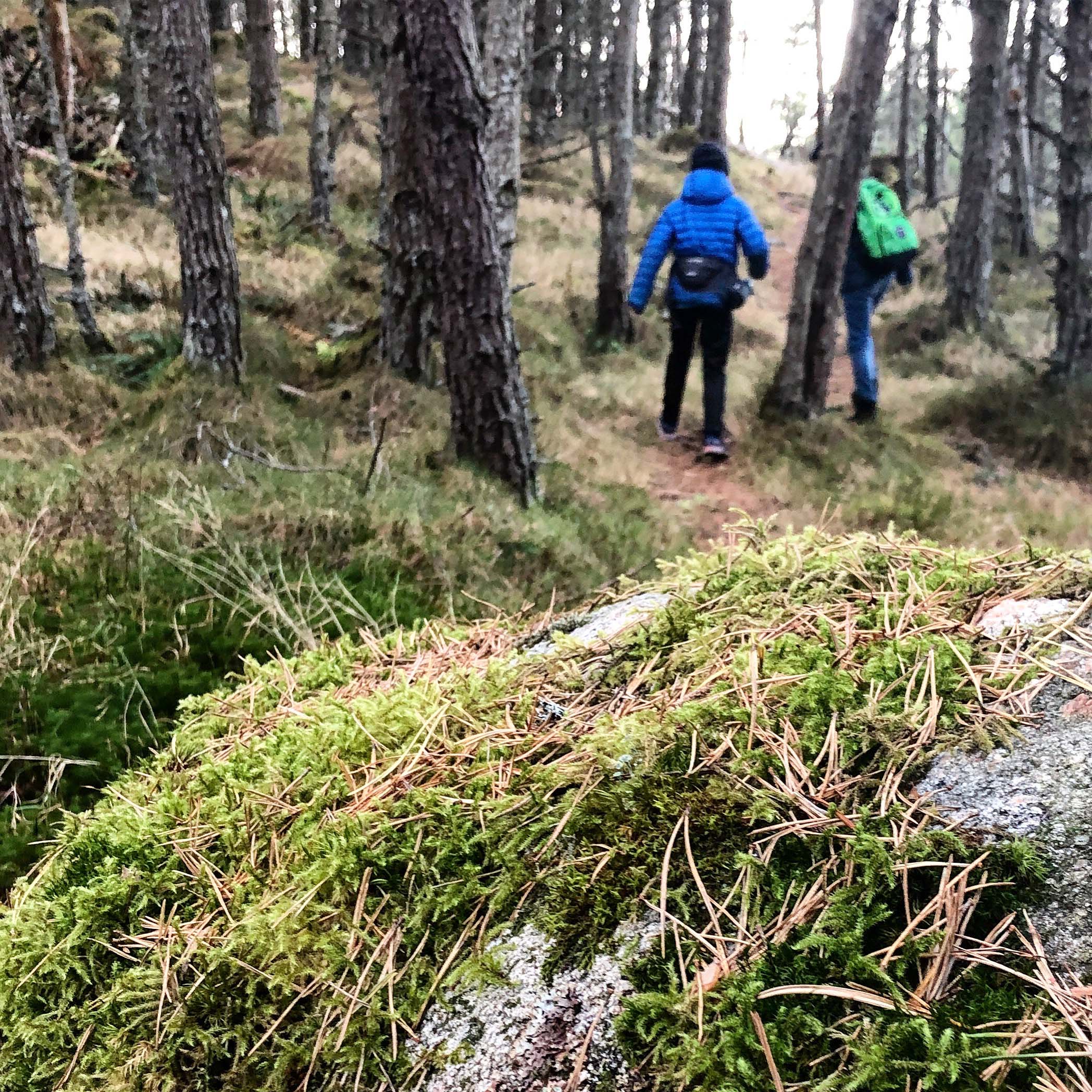 Bruk "Frivillighetens år" sammen med andre  i skog og mark.