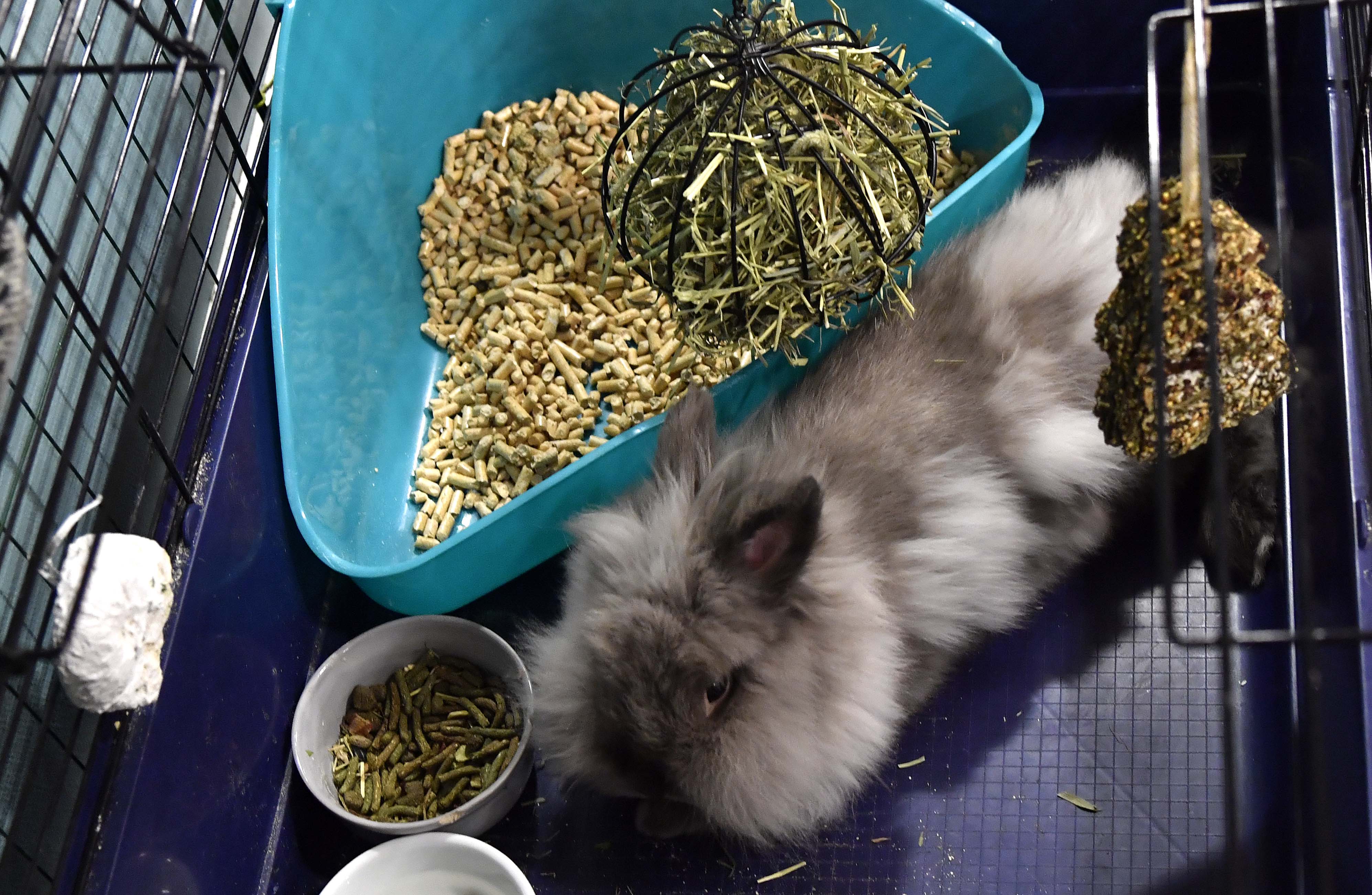 Bambi lider ingen nød på Aspøy omsorgssenter. Her på "privaten" i innhengingen.