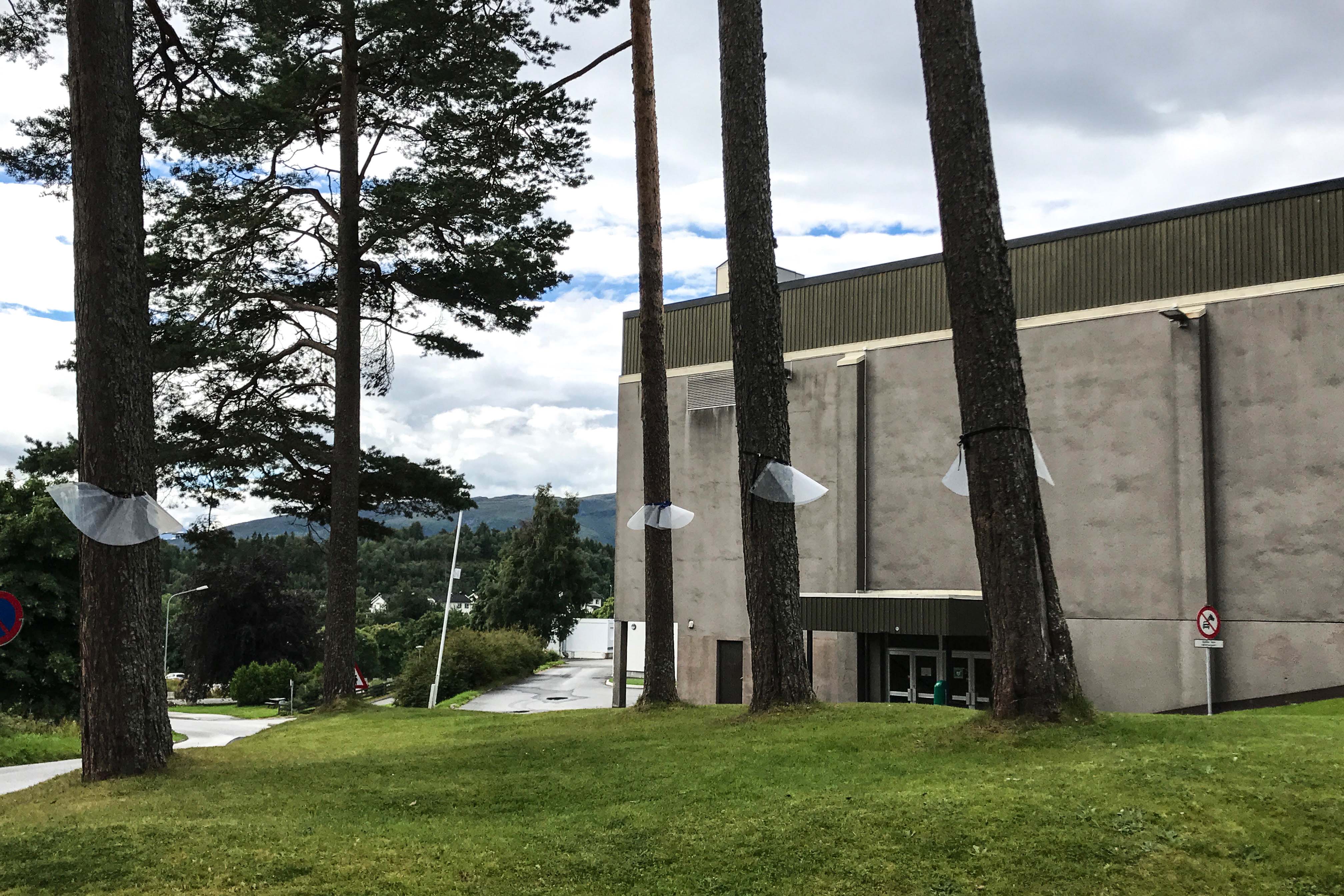 Furuene står på kommunal grunn ved Fagerlihallen.