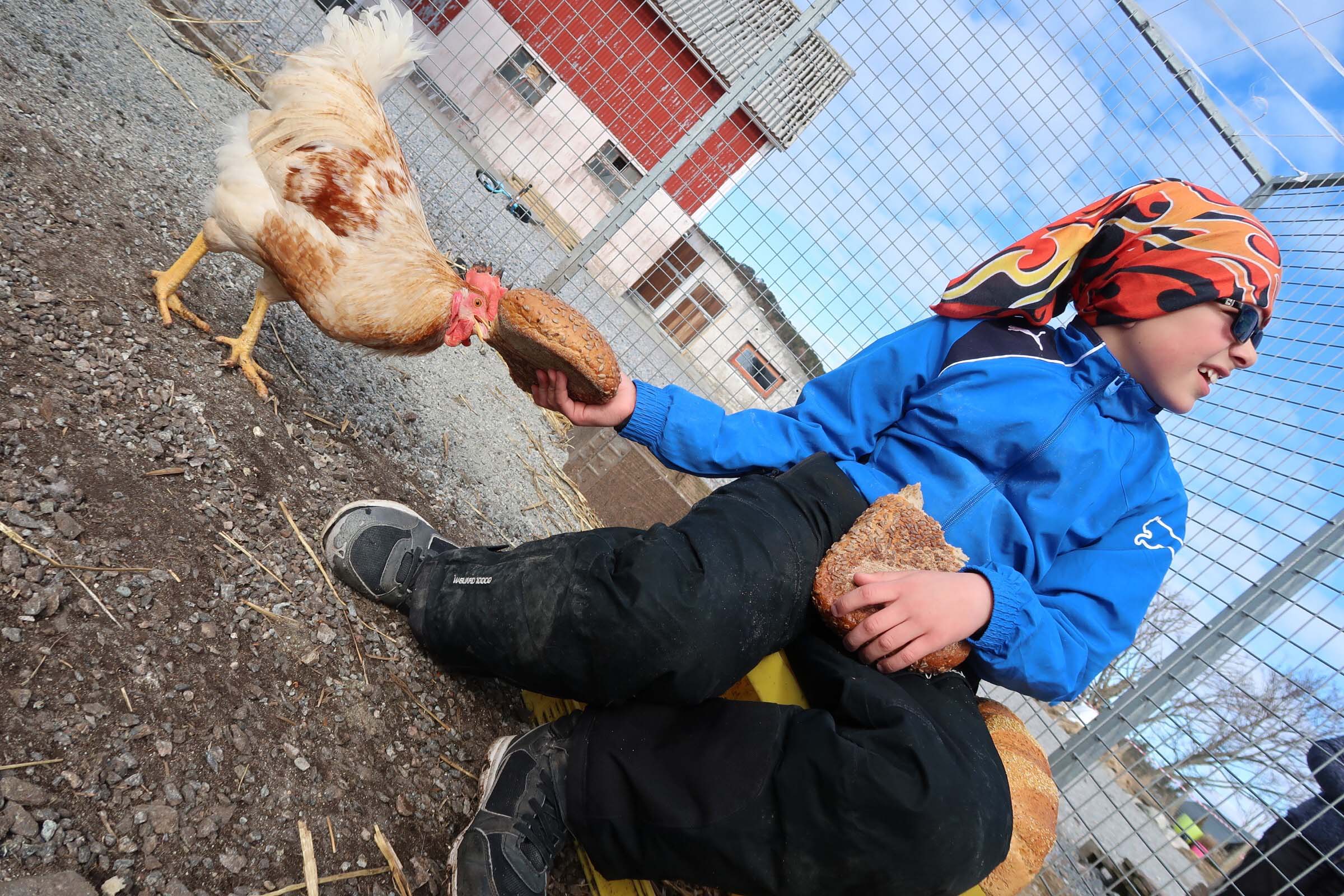 Det var populært å få være med på mating av hønsene med mais og brød.