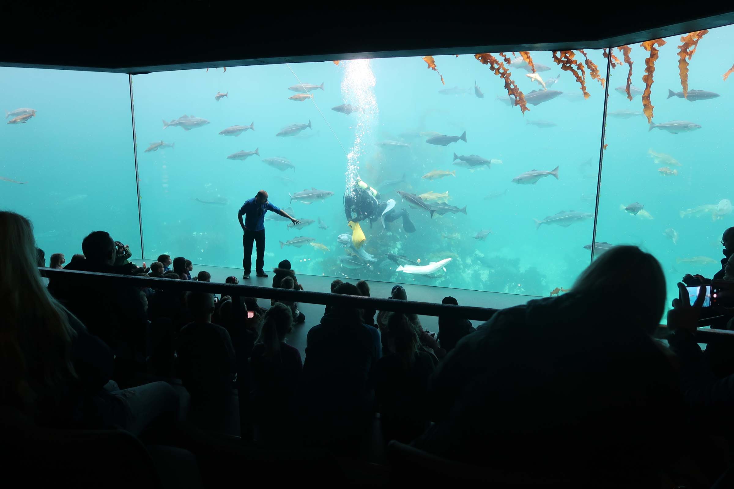 Fisken som brukes kommer ikke fra tanken. Men de må jo også få mat. Dykkeren er et fortsatt et populært innslag og fiskene stimler til når han deler ut blekksprut.
