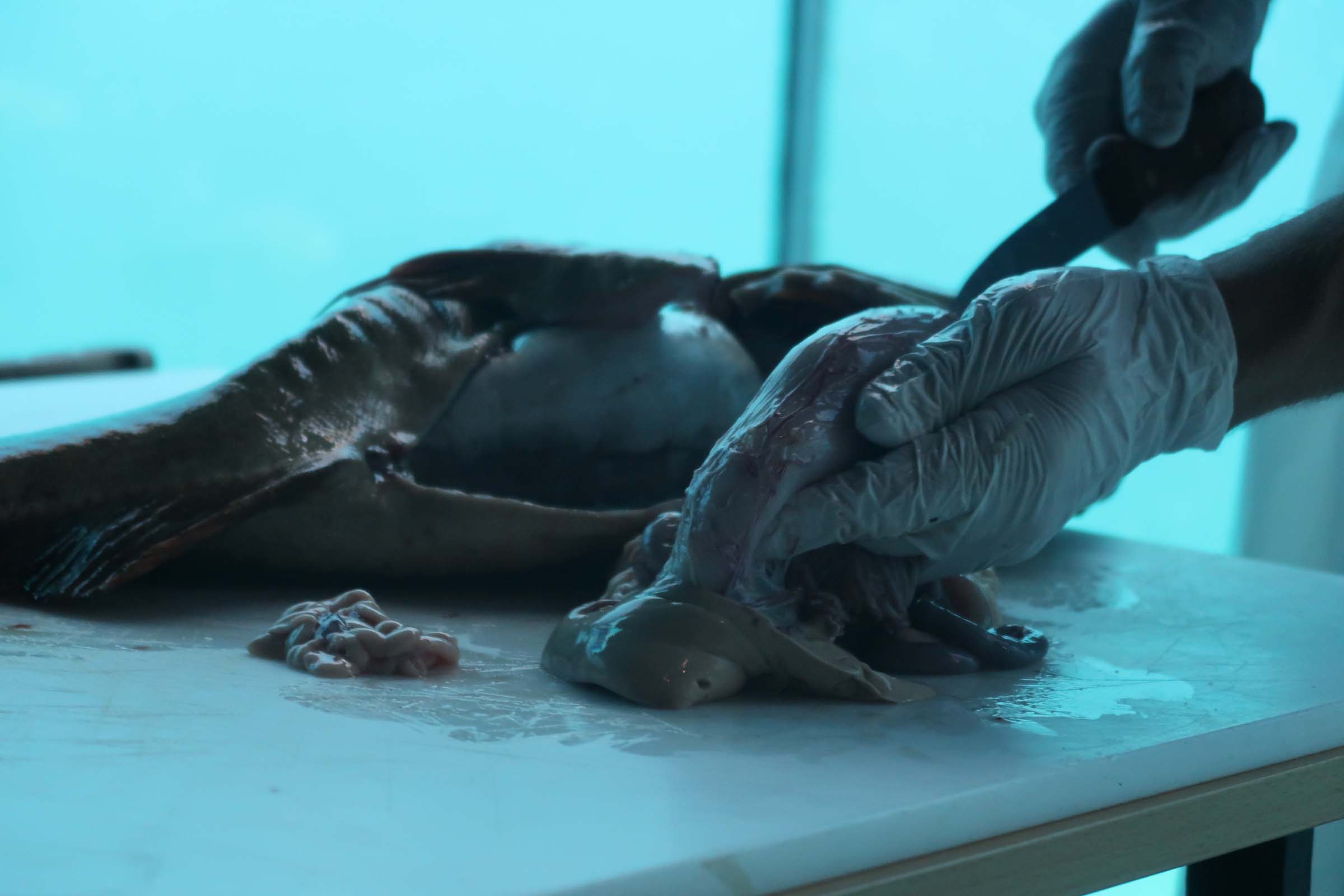 Her viser Einar fram noe av det som er inni fisken. Lever og rogn er fin mat og både kjaker og tunge er en delikatesse. Han forklarer nøye i håp om at enda flere tør å gjøre dette selv.