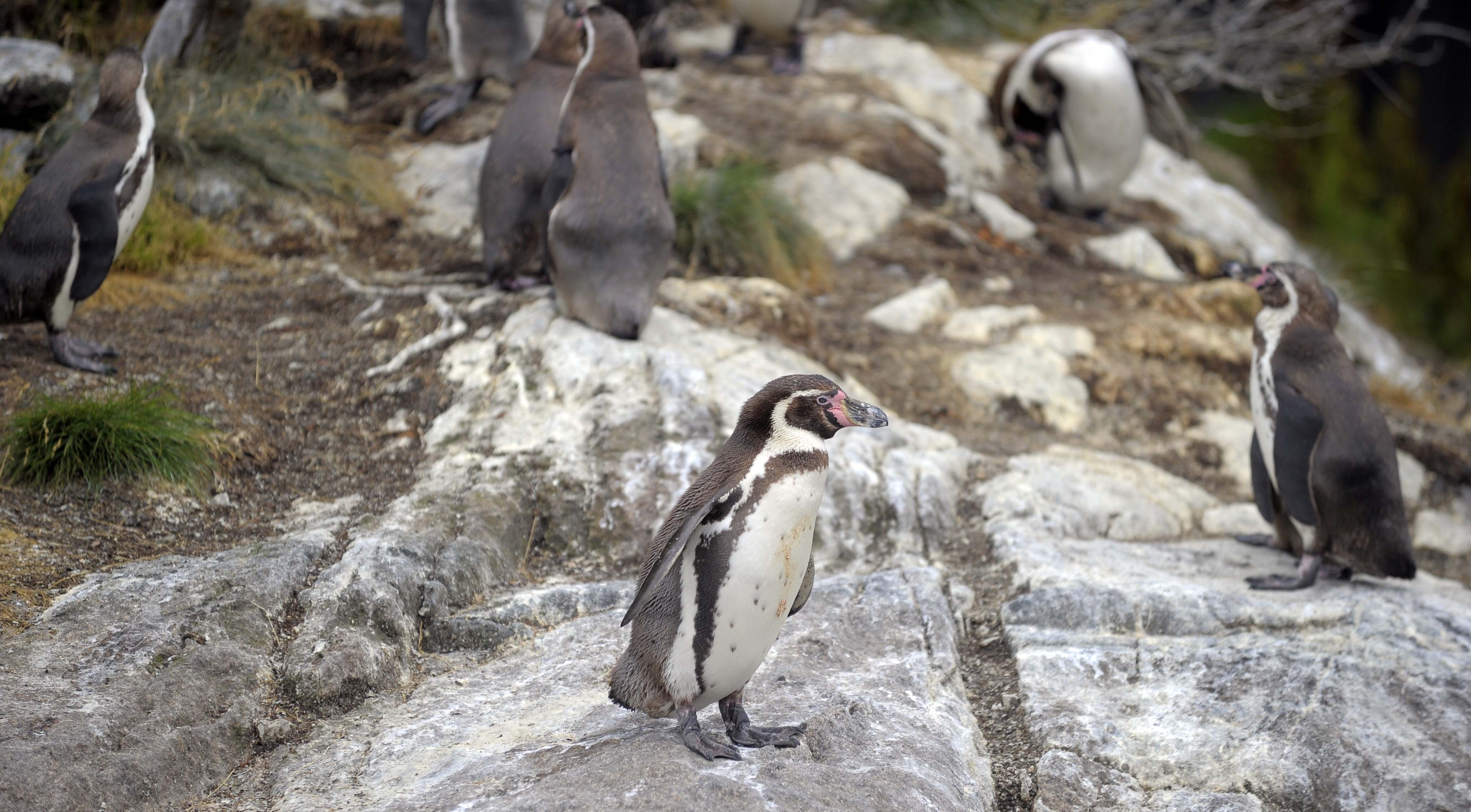 Pingvinene koser seg på berget.