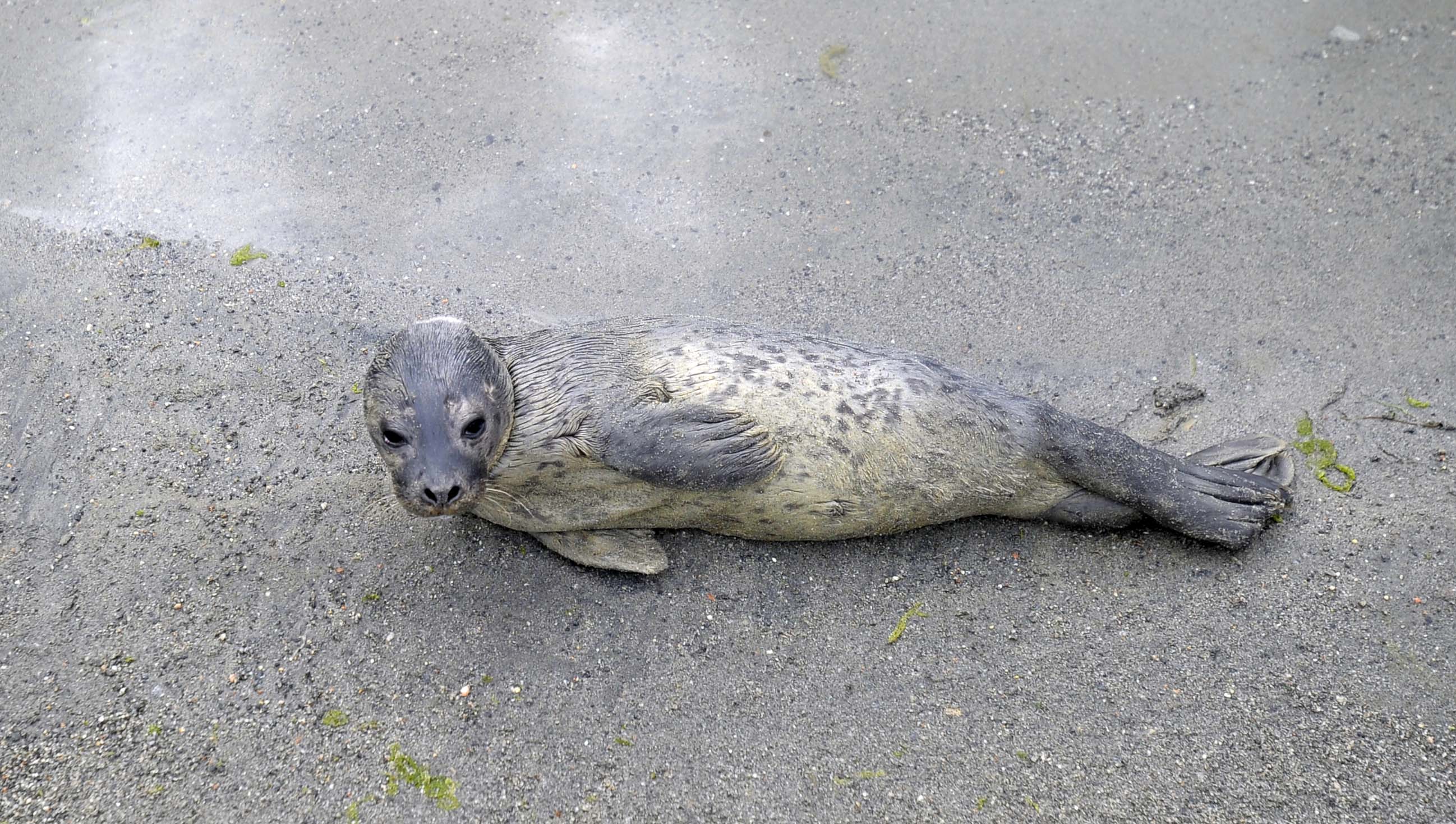Matøkta er ferdig for denne gangen. Den lille selungen slapper av på stranda.