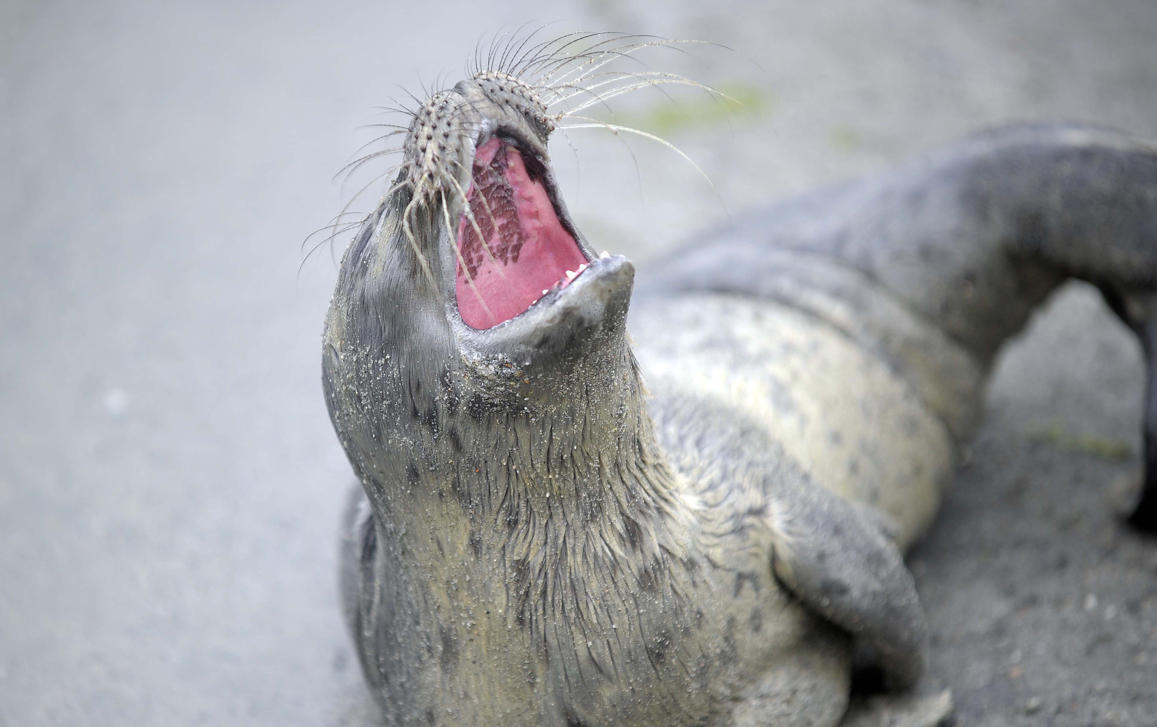 -Selunger som blir forlatt av mødrene sine kaller vi for hylere. De hyler etter mat, noe også denne selungen kan når den blir sulten. Men denne klarer seg, sier Trond Østrem ved Atlanterhavsparken.