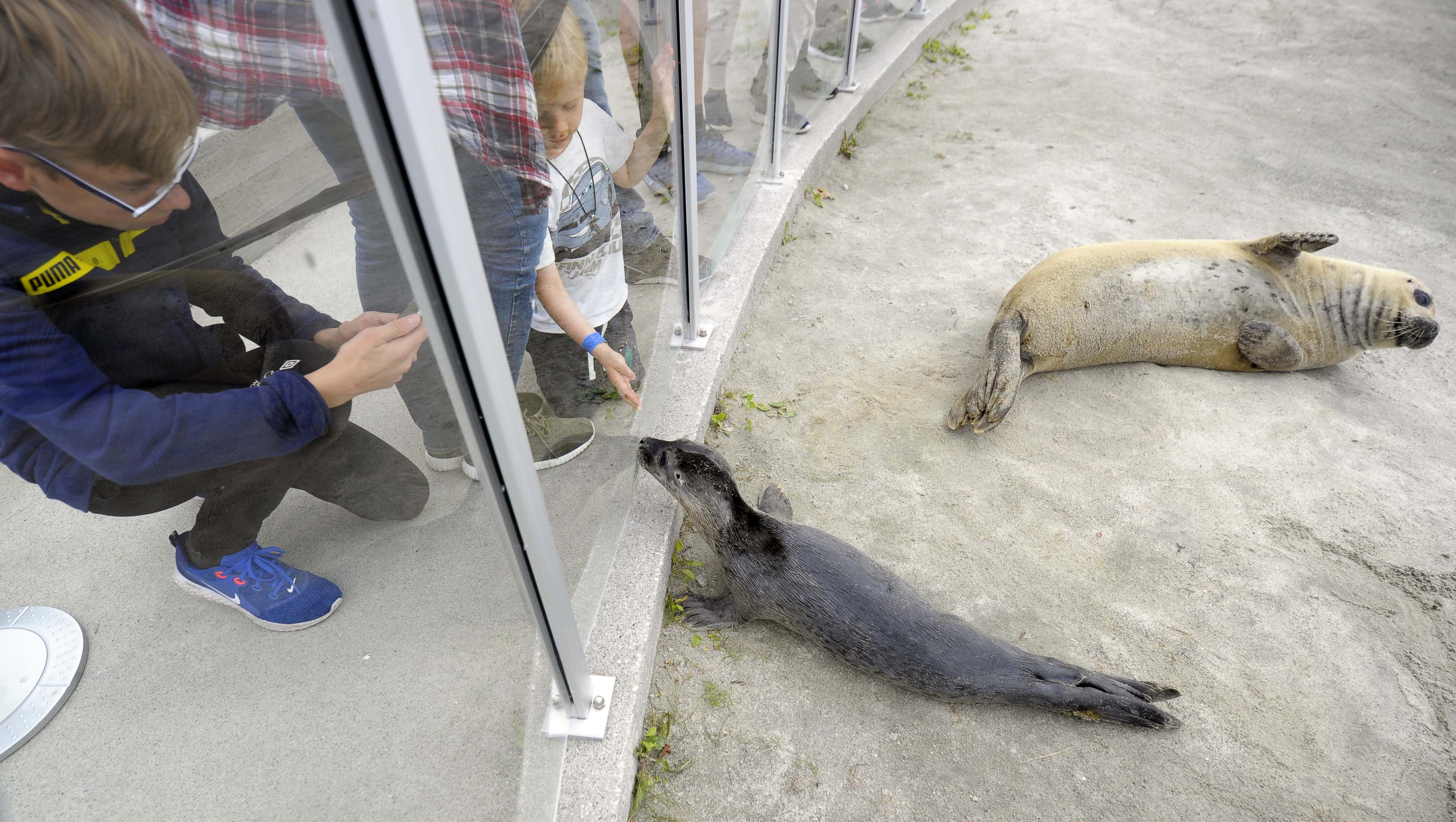 Selungen har ikke fått mat fra moren. Det gjør at vinduet mot publikum blir brukt til å stille suttebehovet under matingen.