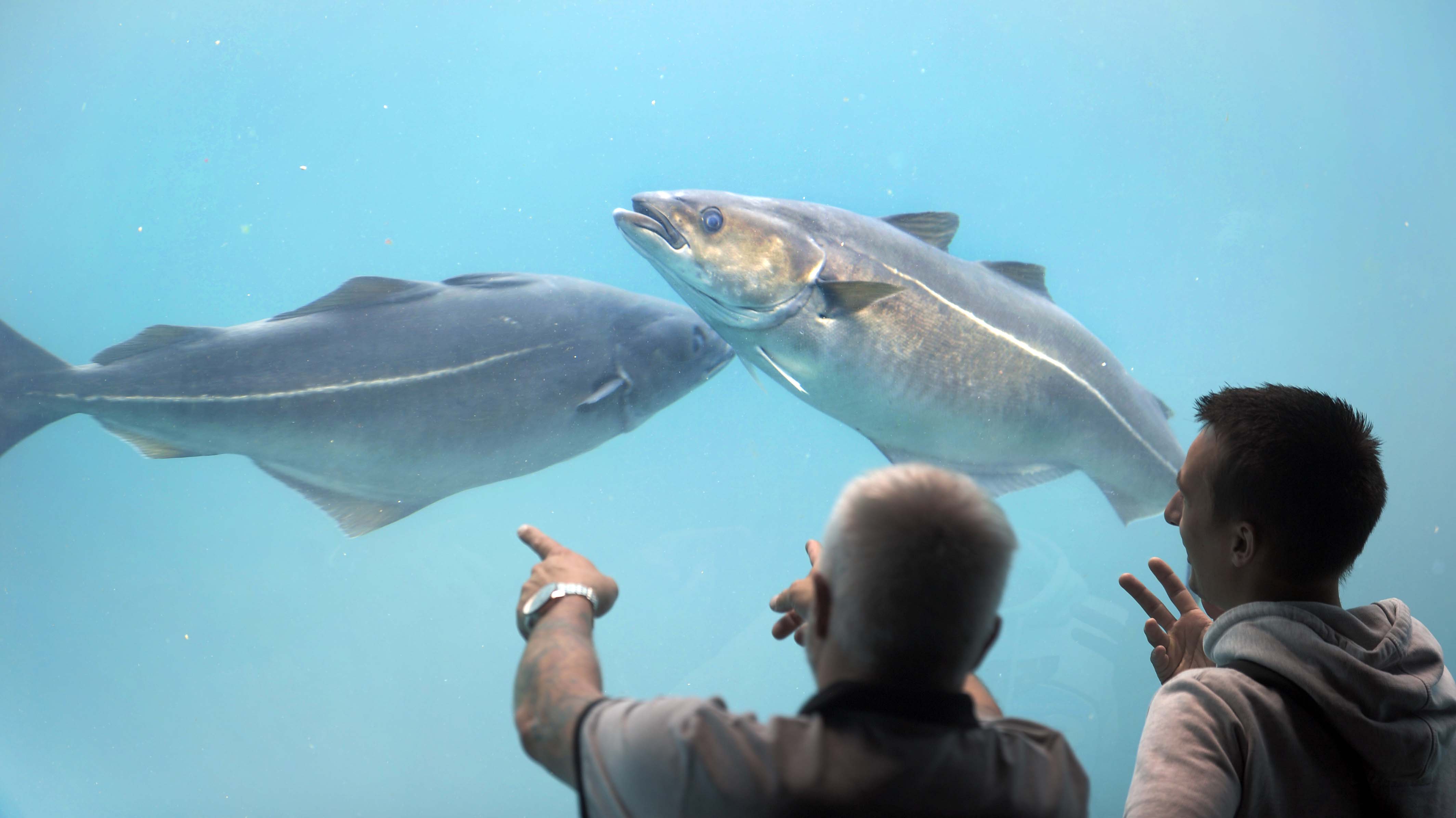 Den store Atlanterhavstanken er populær hos alle som besøker Atlanterhavsparken.